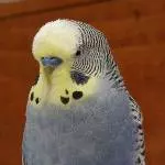 Profilbild Fritzi