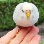 Blanca, angelockt