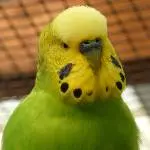 Neues Profilbild Spencer
