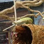Fritzi und Finchen