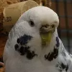 Profilbild Texas