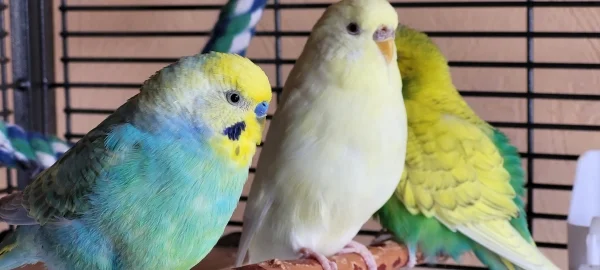 Wellensittich-Bild: Es ist so schön nachmittags im Käfig zu chillen , Snoopy,  Abby und Piepsie!Marty der 4.im Bund ist auf unterwegs!  