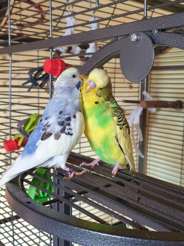 Wellensittich-Bild: Sunny wird von Micky gekrault.