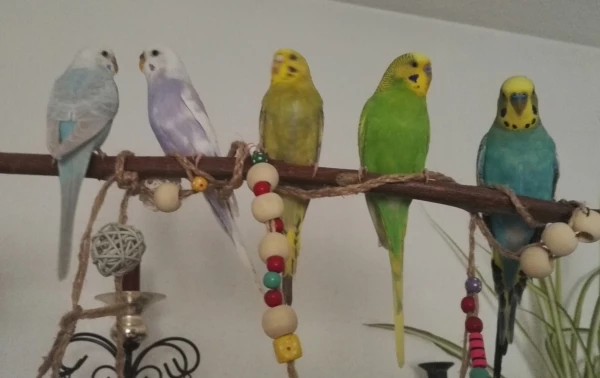 Wellensittich-Bild: Mein kleiner Schwarm - von links Yuki, Syrin, Bonnie, Clyde und Al Capone