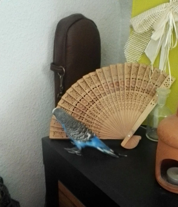 Wellensittich-Bild: Kyanos ist schon sehr gespannt, wer hier vielleicht mal Musik macht!