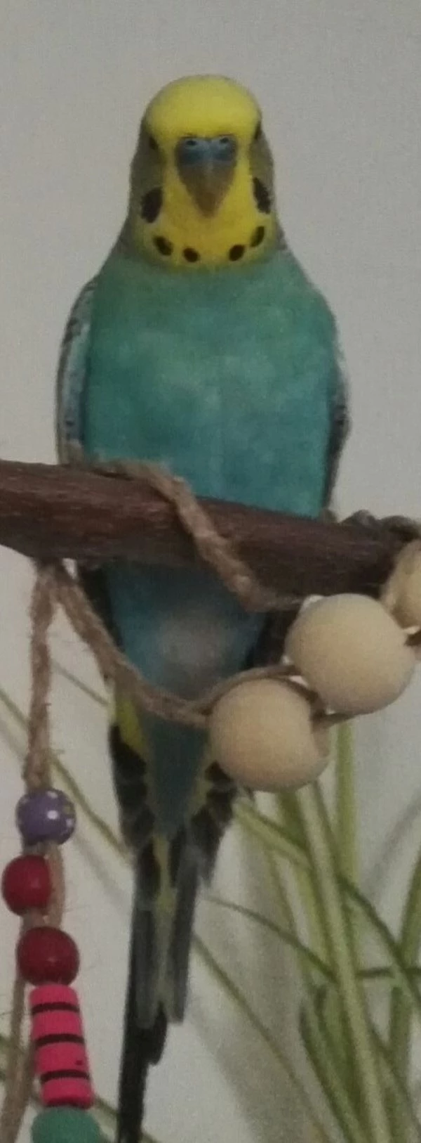 Wellensittich-Bild: Mein hübscher Gangster
 Gelbgesicht Mutation II 
Liebt seine Yuki, aber auch Clyde und ist sowieso der Oberboss im Flatterhaus