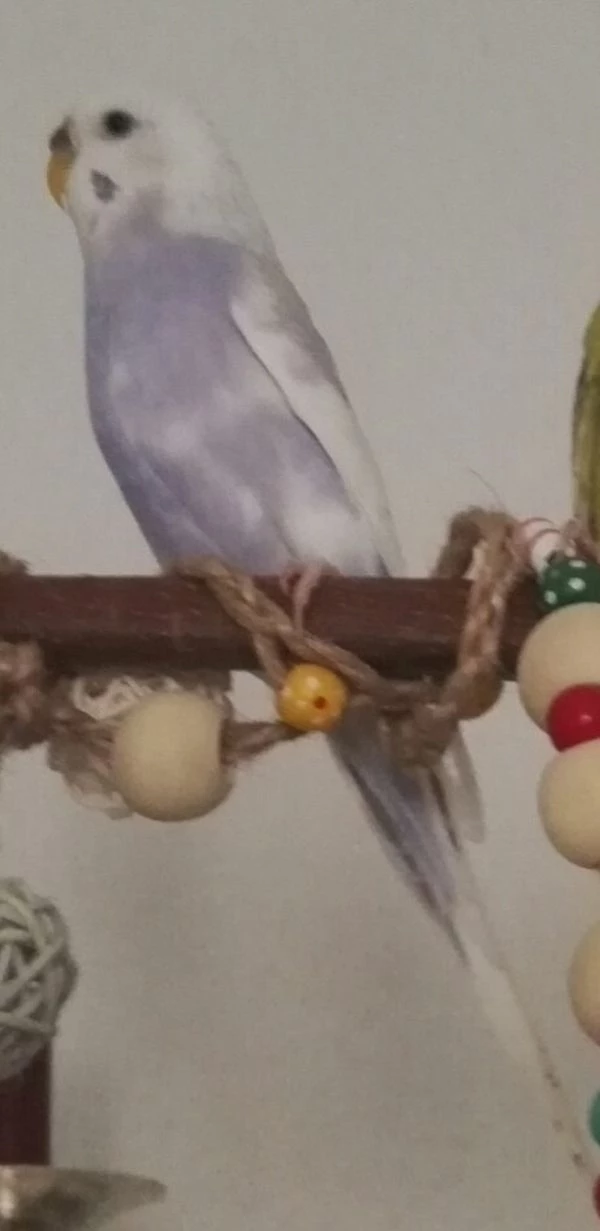 Wellensittich-Bild: Der einsame Hahn, die beiden Pärchen lassen ihn oft nicht mitschmusen