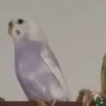 Lila Federbällchen