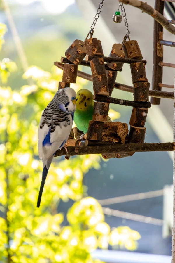 Wellensittich-Bild: Nicht gucken! Hier wirds gerade romantisch. 