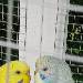 Tweety und Pipi