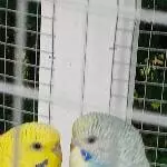 Tweety und Pipi