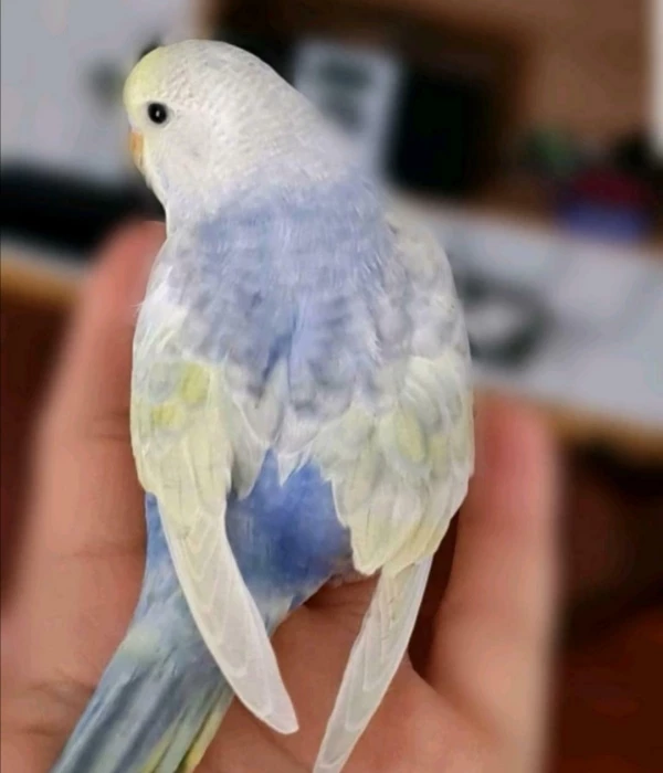 Wellensittich-Bild: Ältere Dame mit hängenden Flügel 