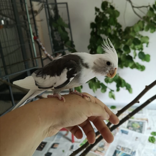 Wellensittich-Bild: Lieber, süßer Vogel