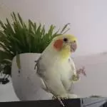 Nymphensittich Cicikus
