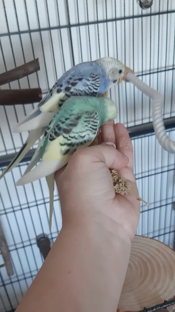 Wellensittich-Bild: Tag 4 und beide kommen für die Hirse ohne Probleme auf die Hand. Nur ohne Leckerli ist die Hand noch zu unheimlich.