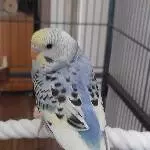 Aoba Einzelansicht