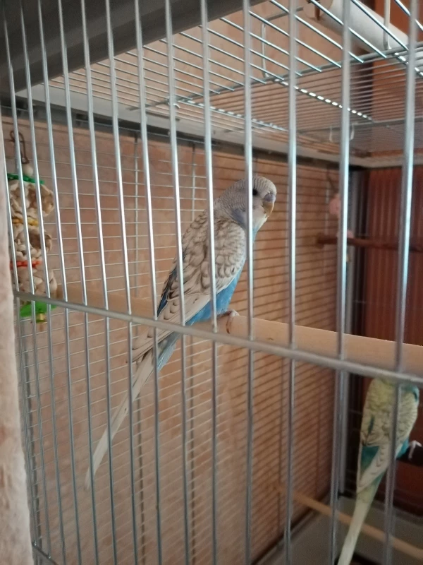 Wellensittich-Bild: Hallo ihr lieben,
Ich bin Blue und würde gerne wissen, wie ich mich nach der Jugend Mauser verändere und welchen Farbschlag ich habe 