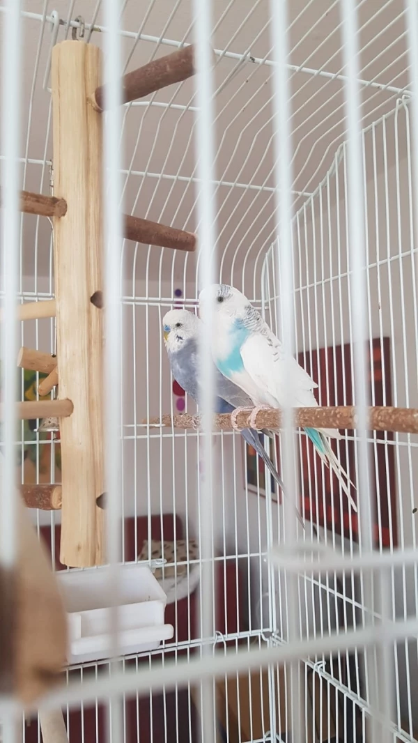 Wellensittich-Bild: Jetzt ist Paula alleine und ich werde morgen direkt mit Tierheimen in Kontakt treten, um einen neuen Partner für sie zu finden
..