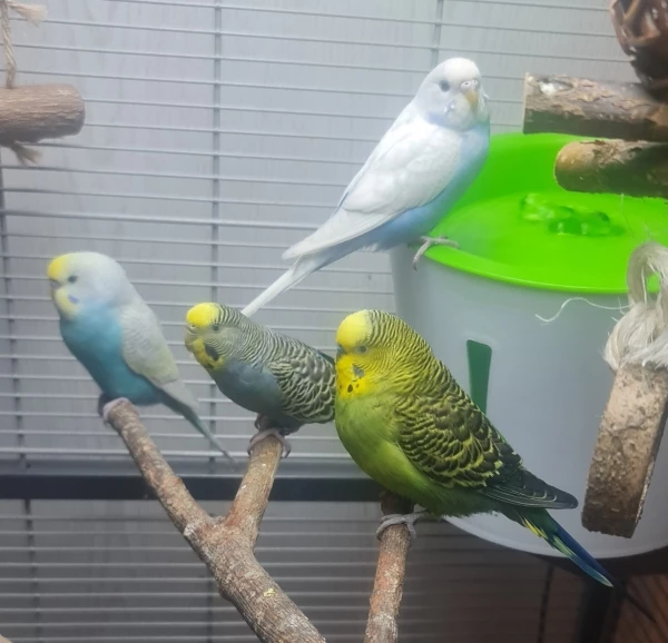 Wellensittich-Bild: Galerievorschau-Bild
