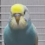 Toji von vorne