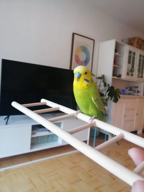 Wellensittich-Bild: Enzo im Sommer 2021