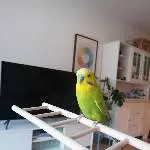 Enzo im Wohnzimmer