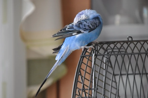 Wellensittich-Bild: Mein kleiner Blue, ein sehr ängstlicher Vögel dafür aber sehr fotogen!