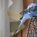 Blue posiert