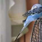 Blue posiert