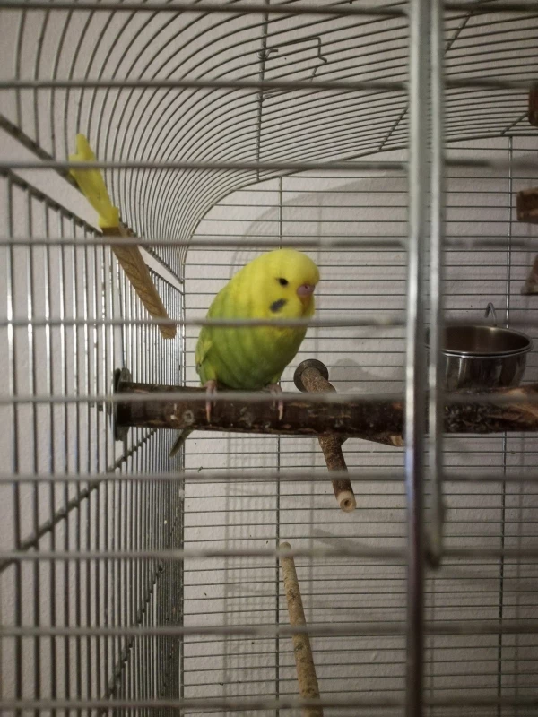 Wellensittich-Bild: Perry in meinem Quaranäne Käfig