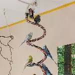 Wellis auf der Spirale