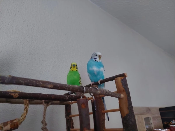Wellensittich-Bild: Kleine Poser