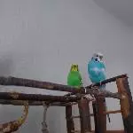 Rocket und Susi