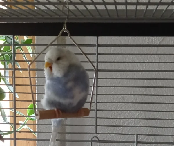Wellensittich-Bild: Penny 