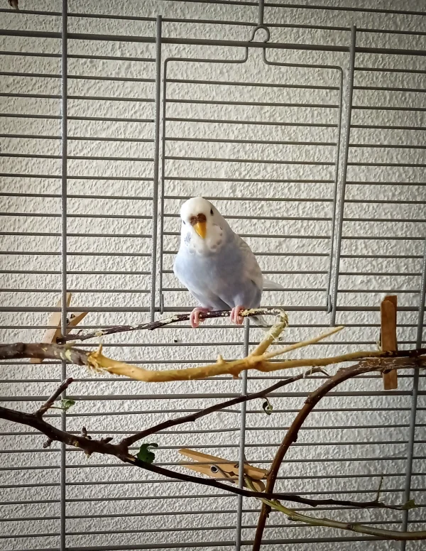 Wellensittich-Bild: Charlie sitzt auf einem Apfelbaum Ast 