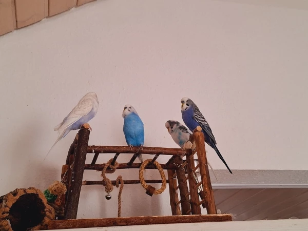 Wellensittich-Bild: Täubchen, Bubi, Beba und Mavi beim morgendlichen Meeting :-)