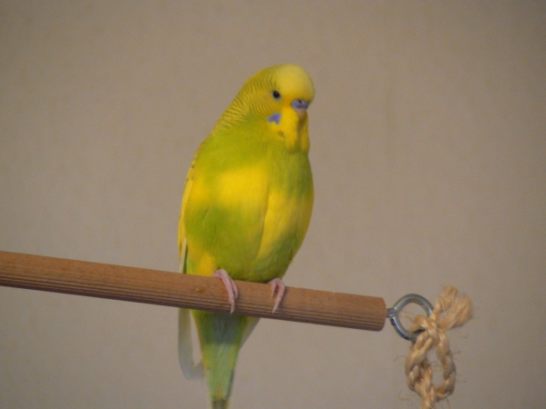 Bibo