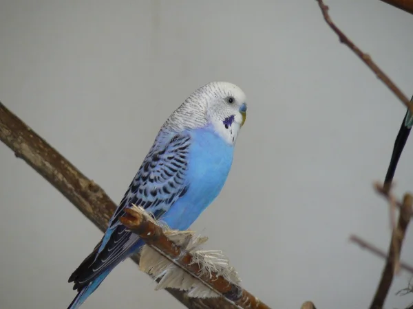 Wellensittich-Bild: Das ist Tobi.