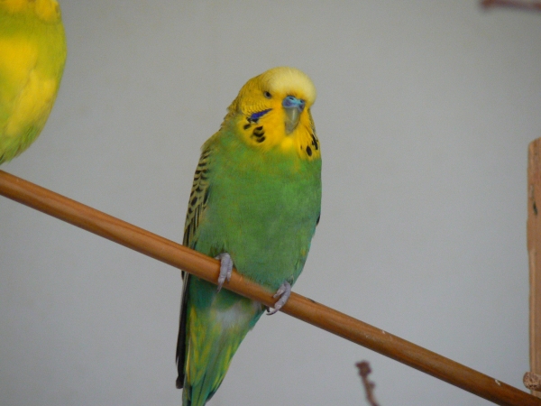 Loki