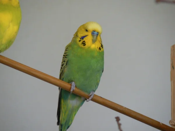 Wellensittich-Bild: Das ist Loki.