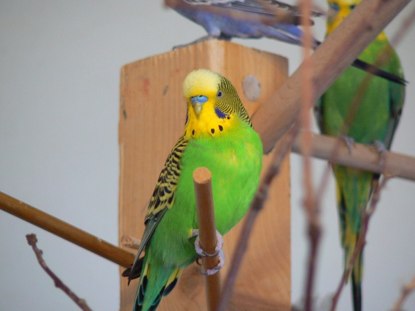 Maetzchen