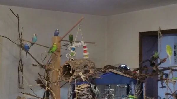 Wellensittich-Bild: 10-20 Min. Nach dem aufdecken sind alle Heeren und Buben draußen! Herr Bibo wieder etwas Abseits und kräftig am rufen!