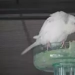 Pippin am Salatbad