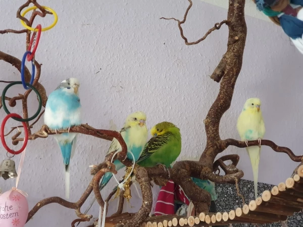 Wellensittich-Bild: Mia,Leni,billy,molly
