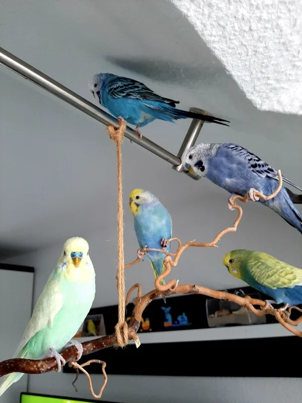 Wellensittich-Bild: Am liebsten sitzen sie am Vogelast