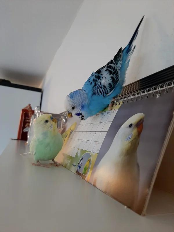 Wellensittich-Bild: Manchmal versuchen sie mit den Bilder zu kommunizieren 