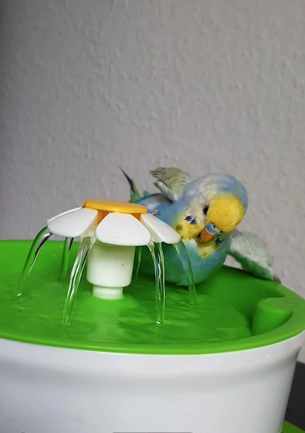 Wellensittich-Bild: Der Vogelbrunnen ist sehr beliebt 