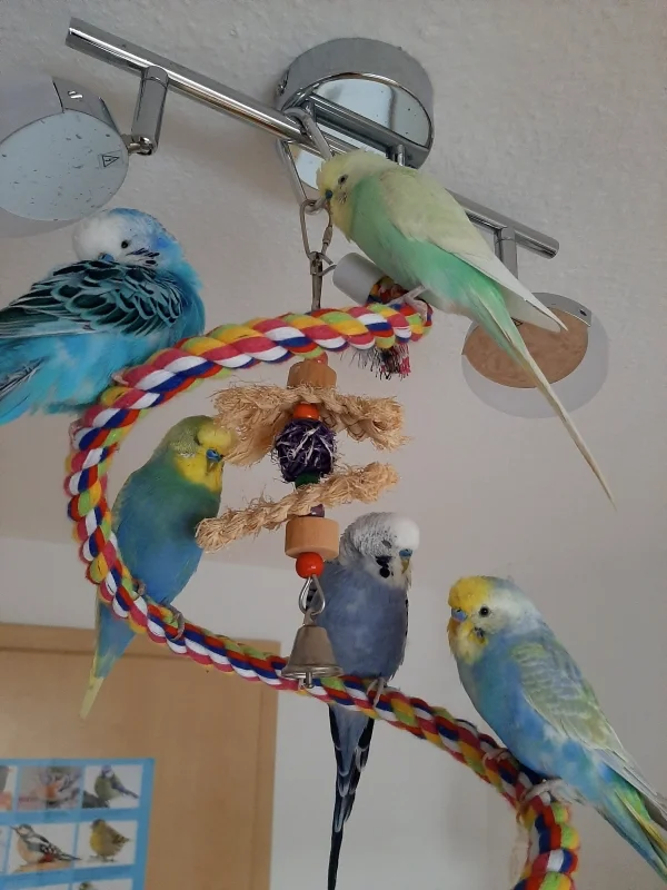 Wellensittich-Bild: Mein kleiner Vogelschwarm