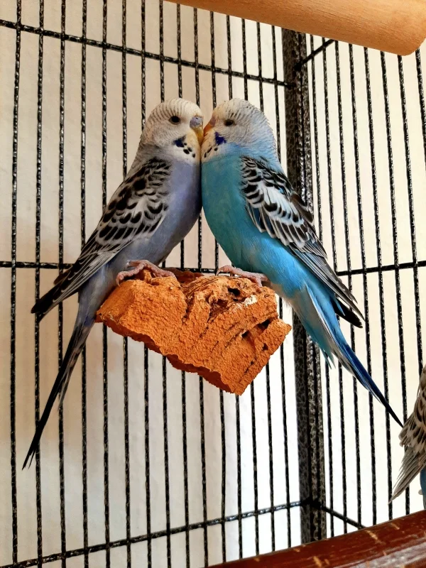 Wellensittich-Bild: Toni und Lui kuscheln sehr gerne