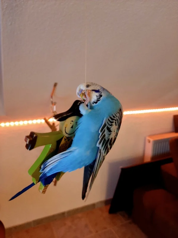 Wellensittich-Bild: Da schaukelt er gern hin und her
